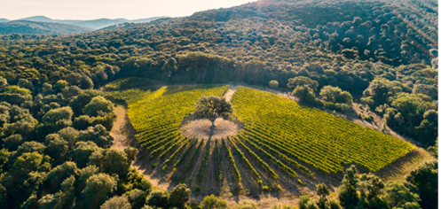Poggio ai Ginepri Bolgheri  DOC '23 - 75cl
